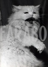 Foto vintage Gatti, 1952, Parigi, Gatto persiano bianco, Stampa 18 x 13 cm