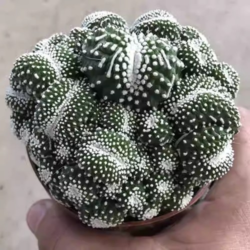 2pcs pianta cactus - 2pcs, di