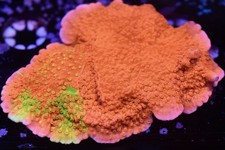 WYSIWYG XL Grafted Montipora