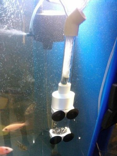 Acquario ciclide uovo tumbler - ciclide,