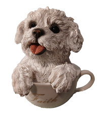 Cucciolo Maltese in Coppa