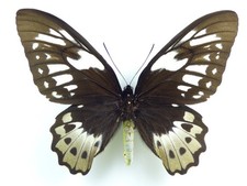 Ornithoptera aesacus femmina