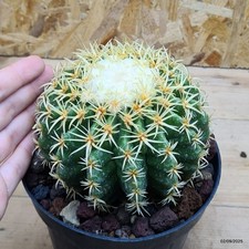 Echinocactus grusonii