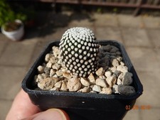 15 semi/semi Mammillaria