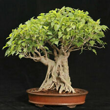 20 SEMI SEMI SEMI FICUS RELIGIOSA "FICO SACRO" SEMI BONSAI + OMAGGIO