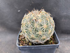 CORYPHANTHA SALM-DYCKIANA VIVAIO IL GIARDINO DI MAYA CACTUS PIANTE Z33