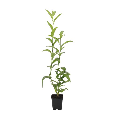 Cestrum nocturnum gelsomino - cestrum,