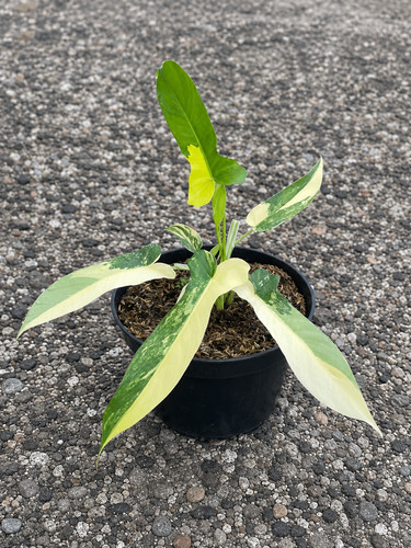 Philodendron florida beauty - florida, x