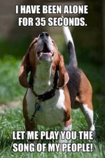 Funny Beagle magnete