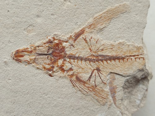 Pesce volante rarità - pesce,