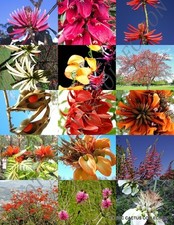 ERYTHRINA MIX, raro fiore