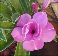 4 semi di ADENIUM OBESUM HAPPY LILAC, Rosa del deserto + semi originali ,non fa