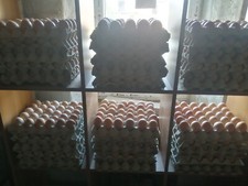 Uova di Gallina ovaiola