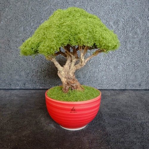 Bonsai eterno fogliame - bonsai,