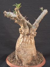 Pachypodium succulentum (S