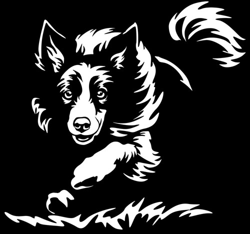 Adesivo border collie - border,