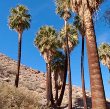 Washingtonia filifera -  - Palma della California