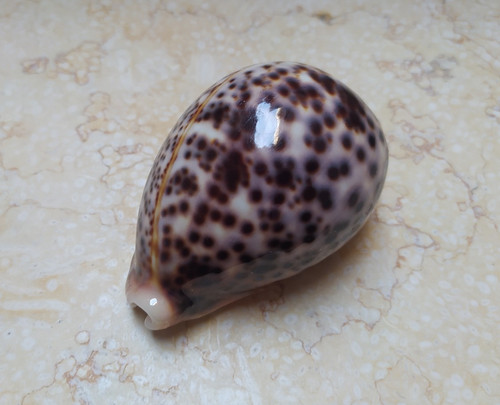 Cypraea pantherina conchiglia