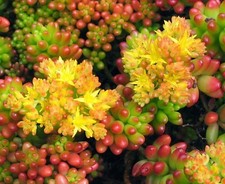 1x Talea Sedum Rubrotinctum, NO Radici ,Fiore in foto WEB, Pianta Grassa