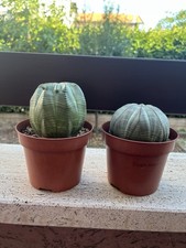 Euphorbia obesa 10 semi