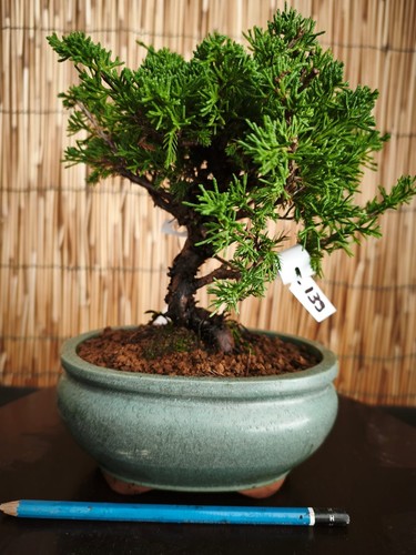 Bonsai ginepro itoigawa h - ginepro,