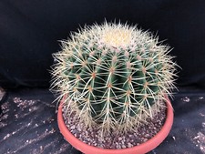 Echinocactus grusonii cactus - echinocactus,