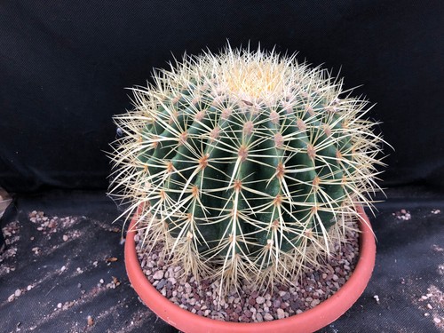 Echinocactus grusonii cactus - grusonii,