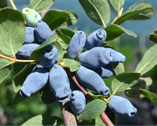 Mirtillo siberiano lonicera - mirtillo,