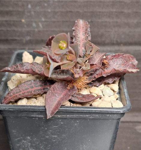 Euphorbia francoisii - , f