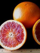 Pianta di Arancio Tarocco in fitocella Altezza pianta REALE 140 cm Albero vero