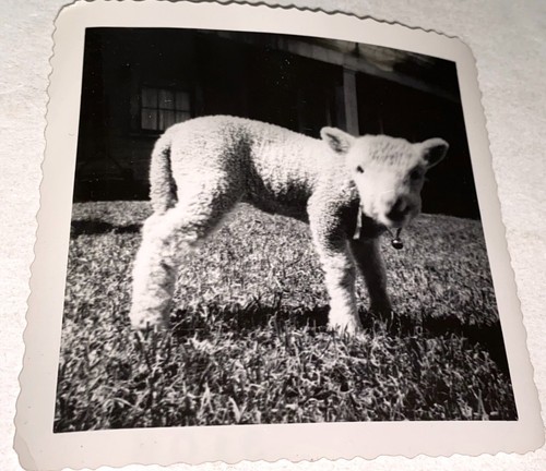 Foto istantanea vintage