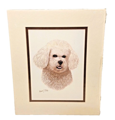 Stampa ritratto cane bichon - ritratto,