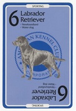 LABRADOR RETRIEVER AMERICAN