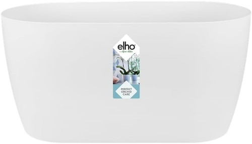 Brussels orchid duo - duo, vaso