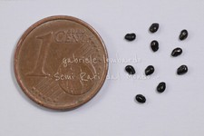 SAGUARO - CARNEGIEA GIGANTEA