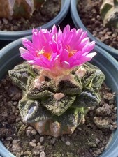 Ariocarpus hintonii Rarecactus