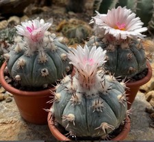 Echinocactus horizontalonius