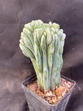 MYRTILLOCACTUS GEOMETRIZANS  CRESTATO- VIVAIO IL GIARDINO DI MAYA CACTUS 101