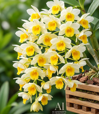 Dendrobium guibitii - ,