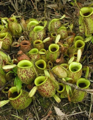 Nepenthes ampullaria 10 - –,