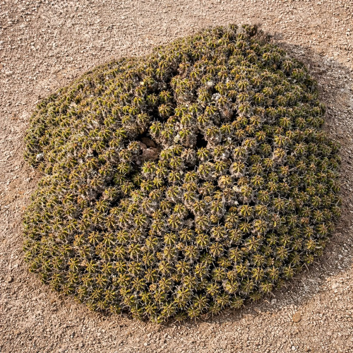 Ferocactus robustus seeds - ferocactus,