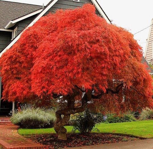 Acer palmatum atropurpureum - acer,