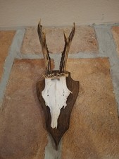  Trofeo di Caccia. Teste di