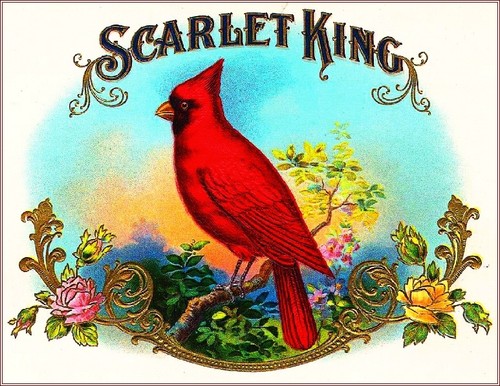 Scarlet king cardinal - king, smoke