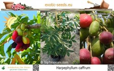 Harpephyllum caffrum - prugna