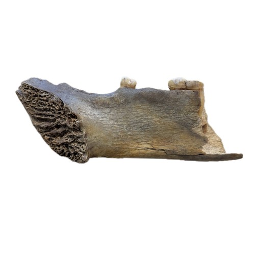Fossile mascella orso delle