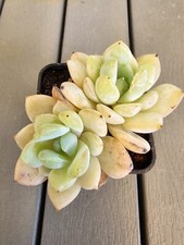 Echeveria Derlu