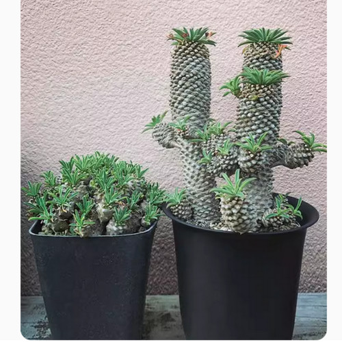 Pianta succulenta euphorbia - pianta,