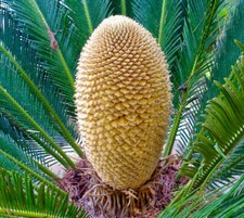 Cycas revoluta MALE | Sago palm | King sago - Sagopalme | Japanischer Palmfarn