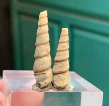 11 CT Bellissima Turritella